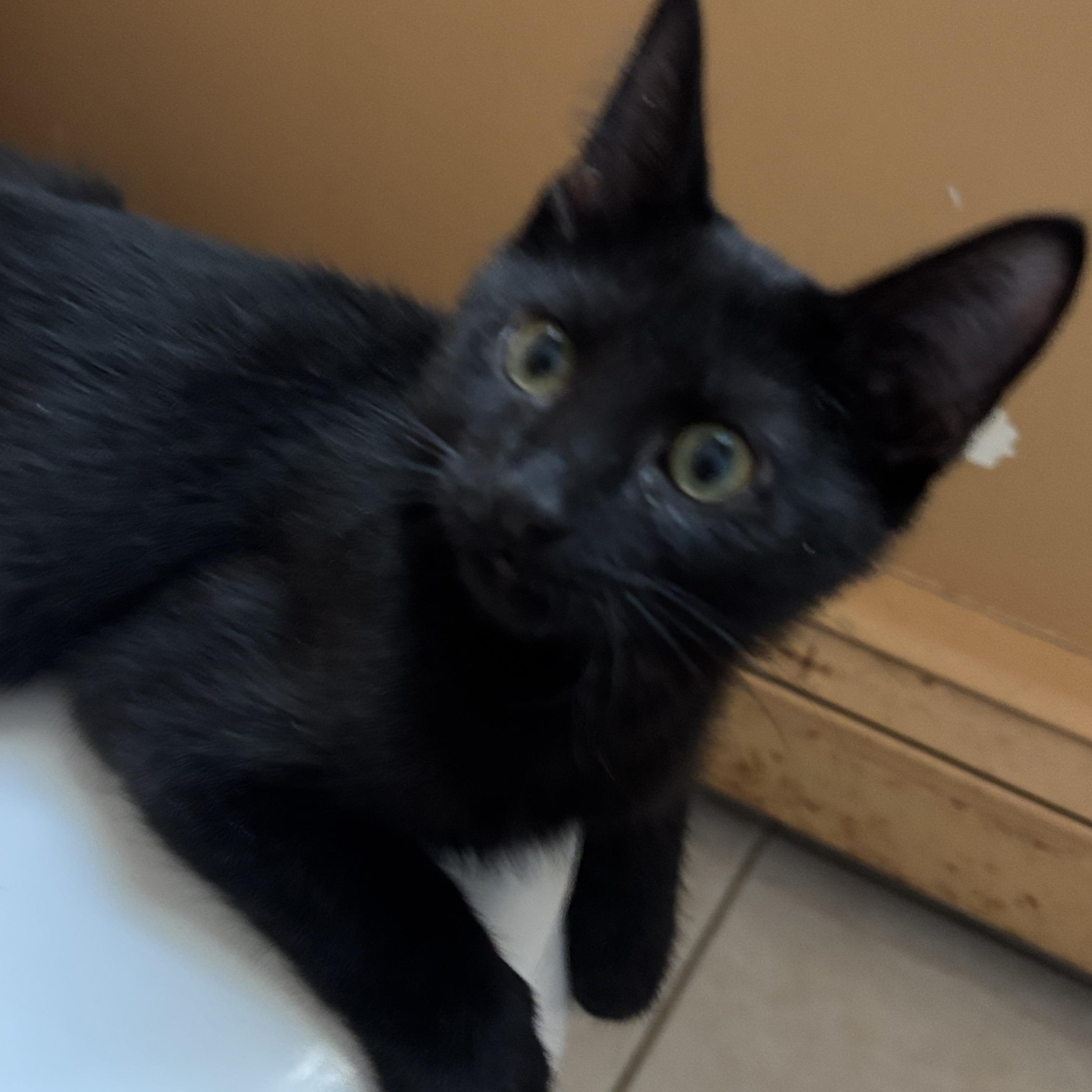 Wanda and Cosmo, a ADOPTABLE Domestic Short Hair in Melrose, MA image 5/6