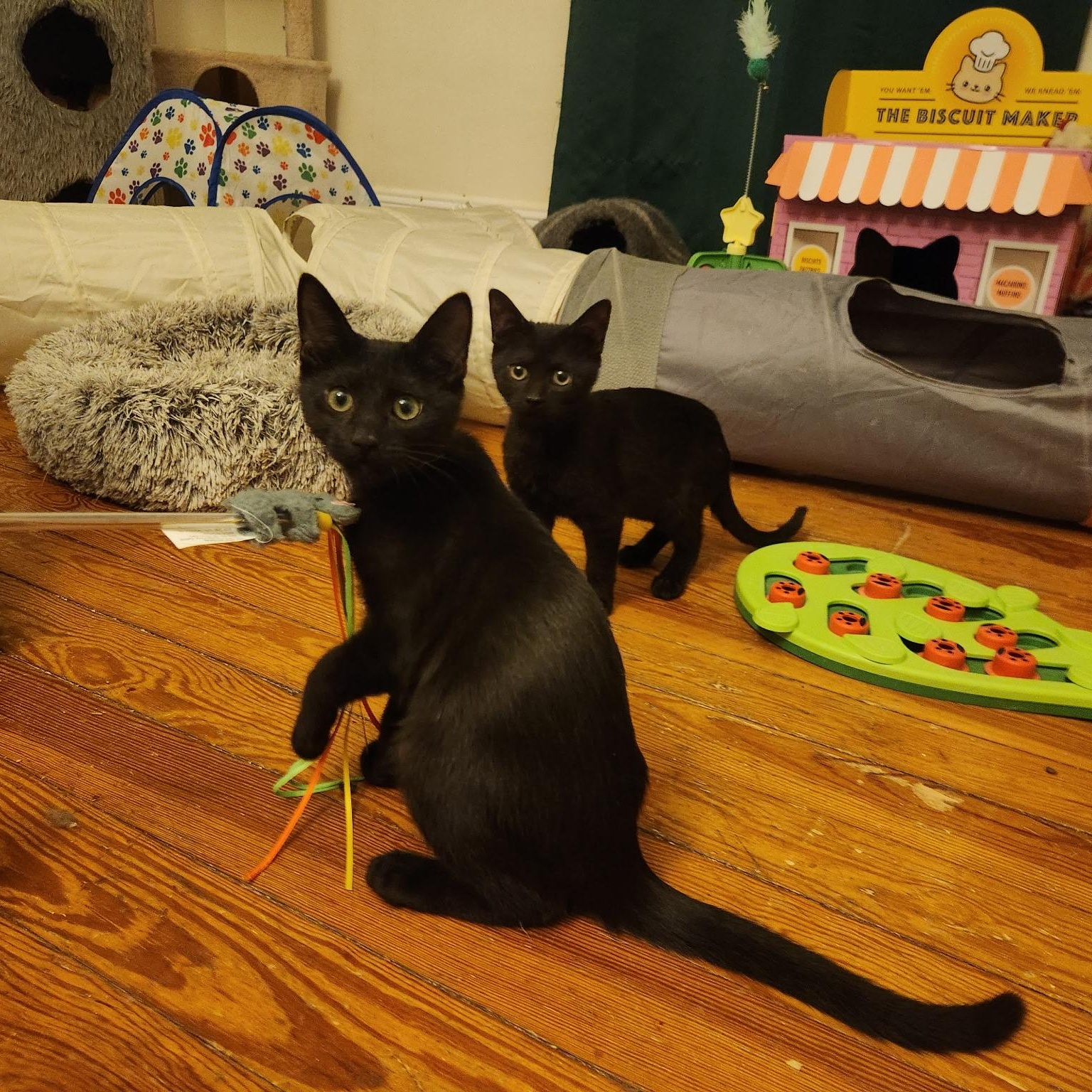 Wanda and Cosmo, ADOPTABLE, Kitten Female Domestic Short Hair.