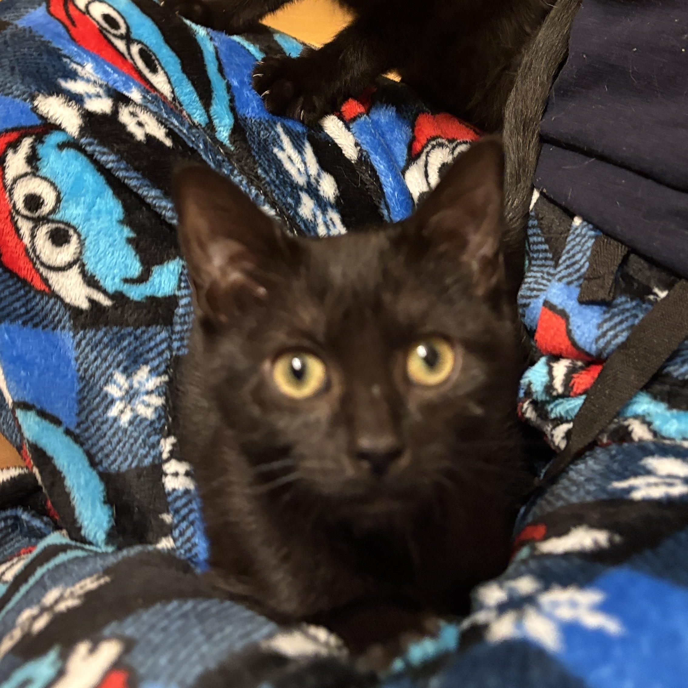 Wanda and Cosmo, a ADOPTABLE Domestic Short Hair in Melrose, MA image 2/6