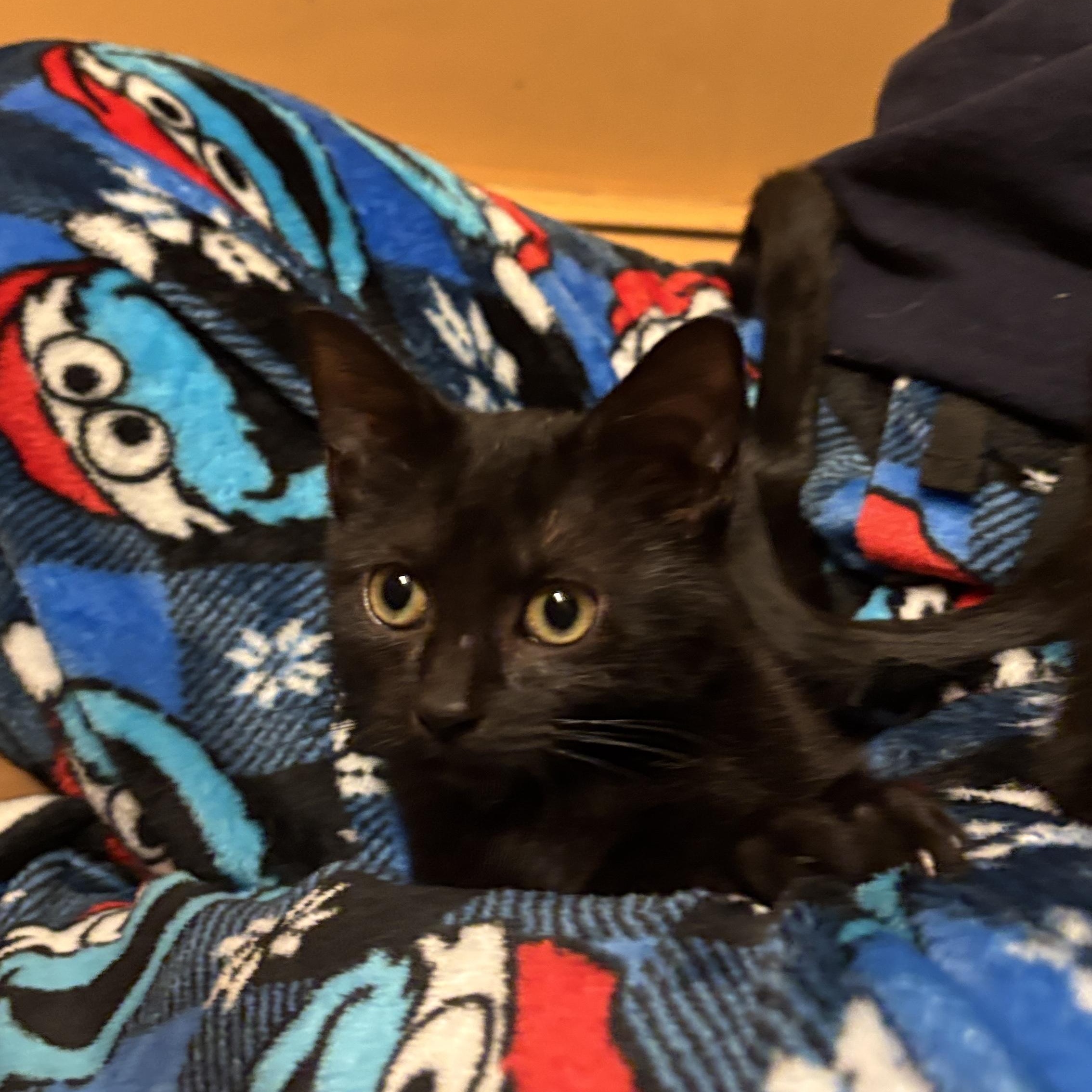 Wanda and Cosmo, a ADOPTABLE Domestic Short Hair in Melrose, MA image 3/6