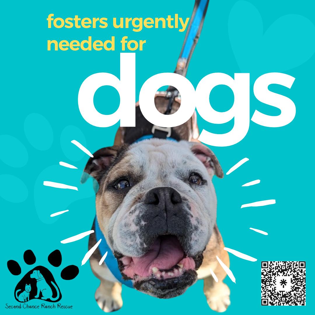 Enlarge Fosters Needed!, a Adoptable Mixed Breed in Raeford, NC image 1/1