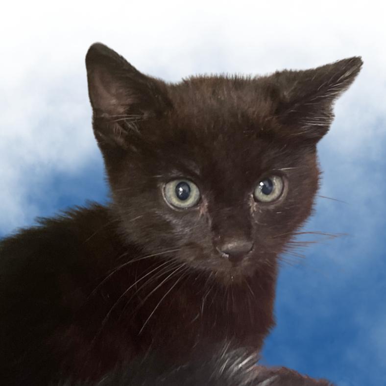 Zander, Adoptable, Young Male Domestic Short Hair.