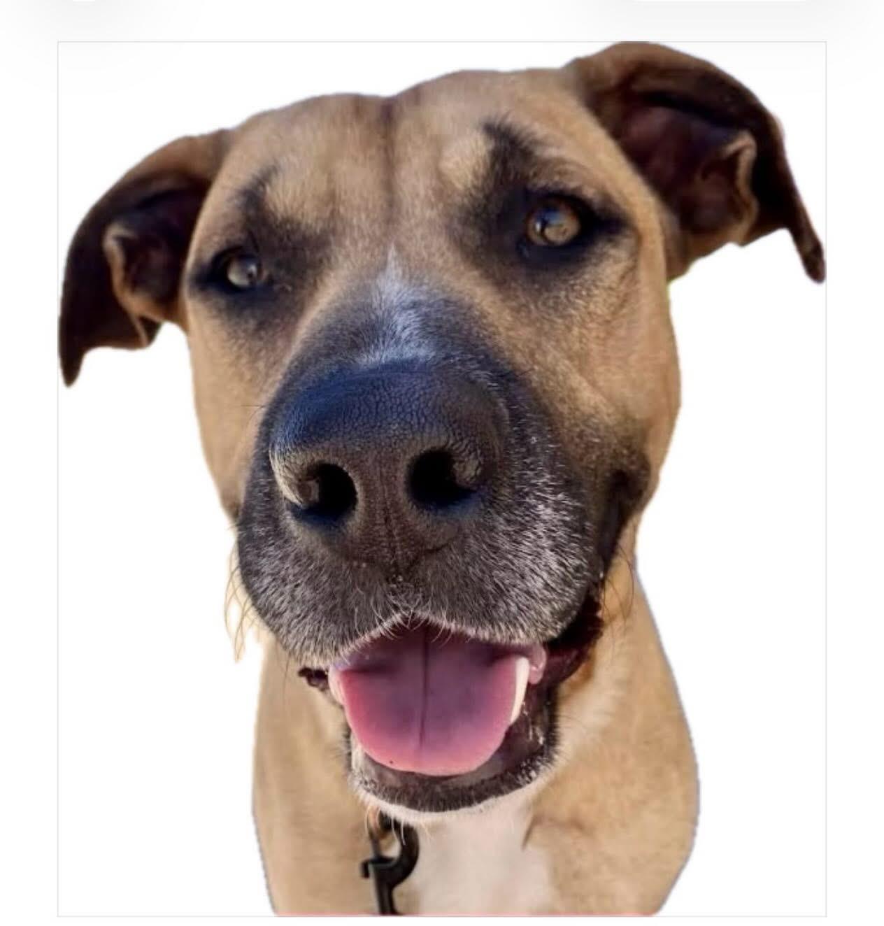 Sploot, Adoptable, Adult Male Mixed Breed.