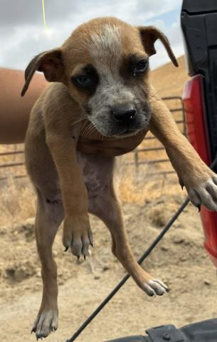 Maurice (formerly A7) -- URGENT!!