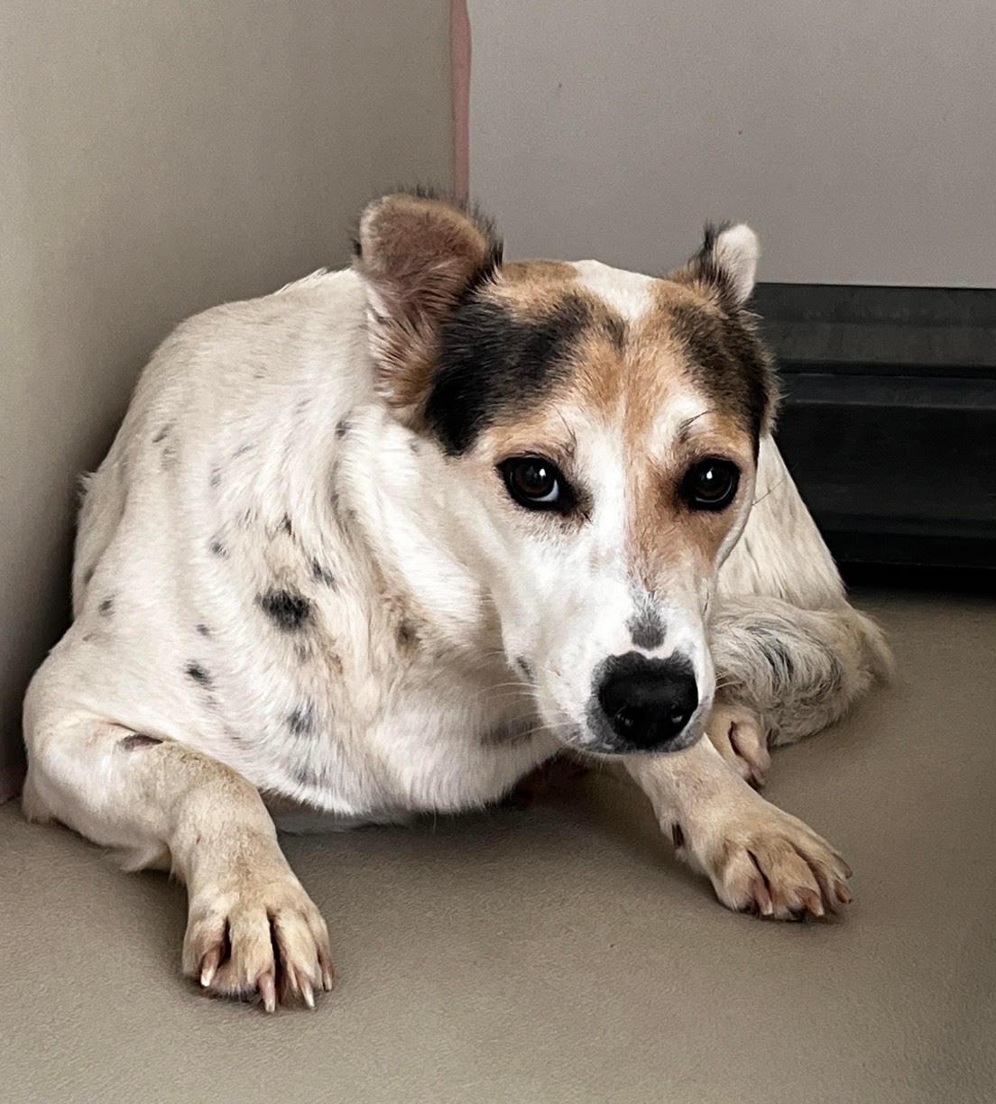 Enlarge Lilah -- URGENT!!, a Adoptable mixed breed in Thousand Oaks, CA image 1/2