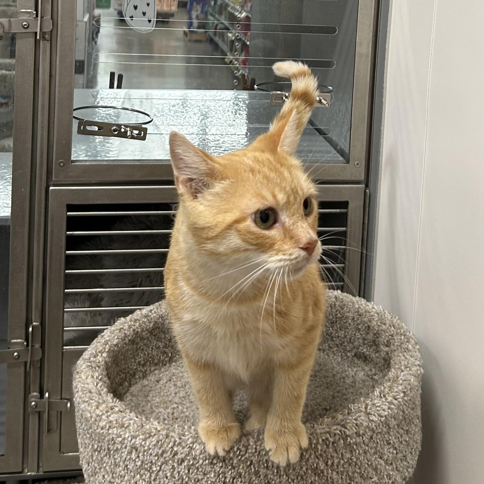 Enlarge Caramel, a ADOPTABLE Domestic Short Hair in Columbus , OH image 3/4