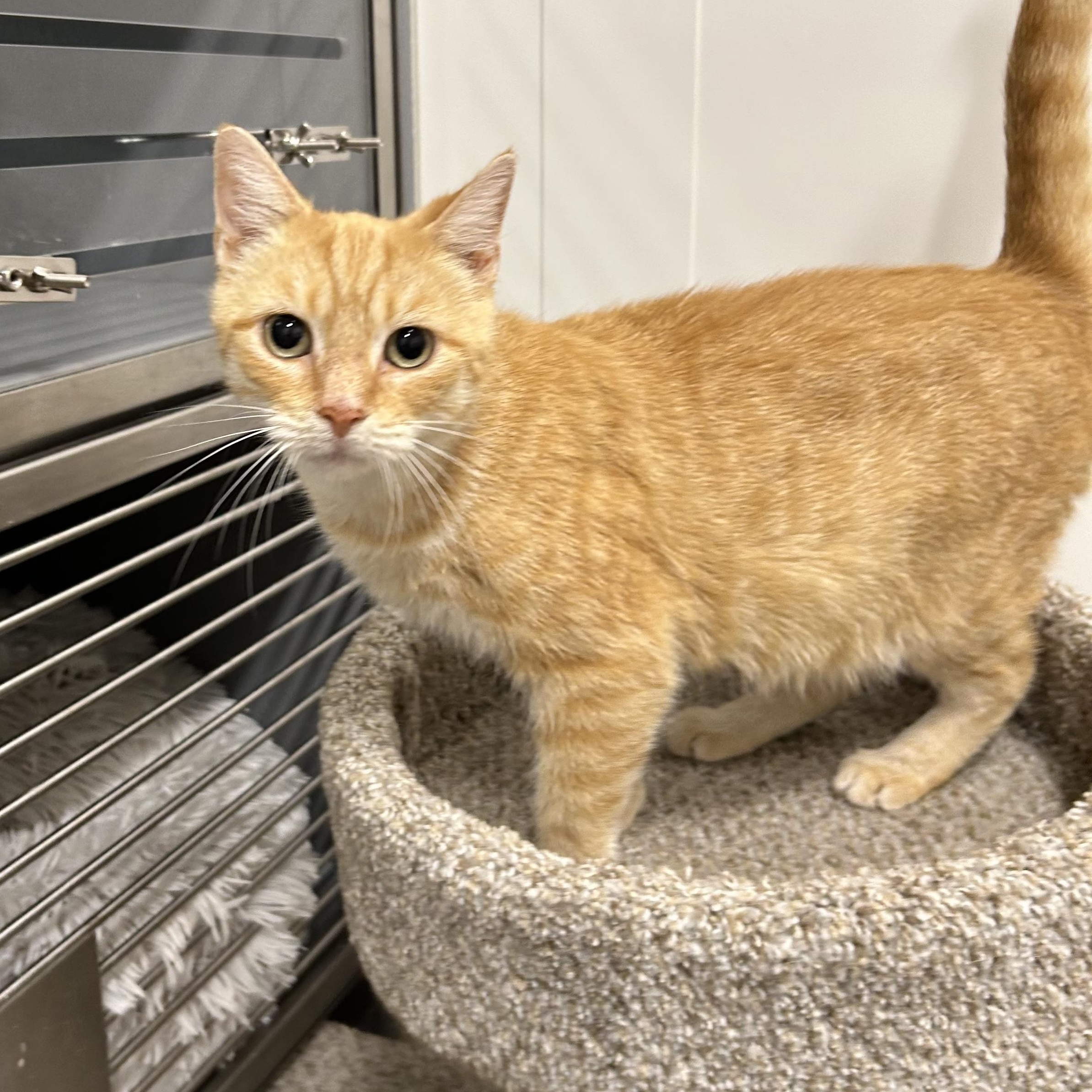 Enlarge Caramel, a ADOPTABLE Domestic Short Hair in Columbus , OH image 2/4