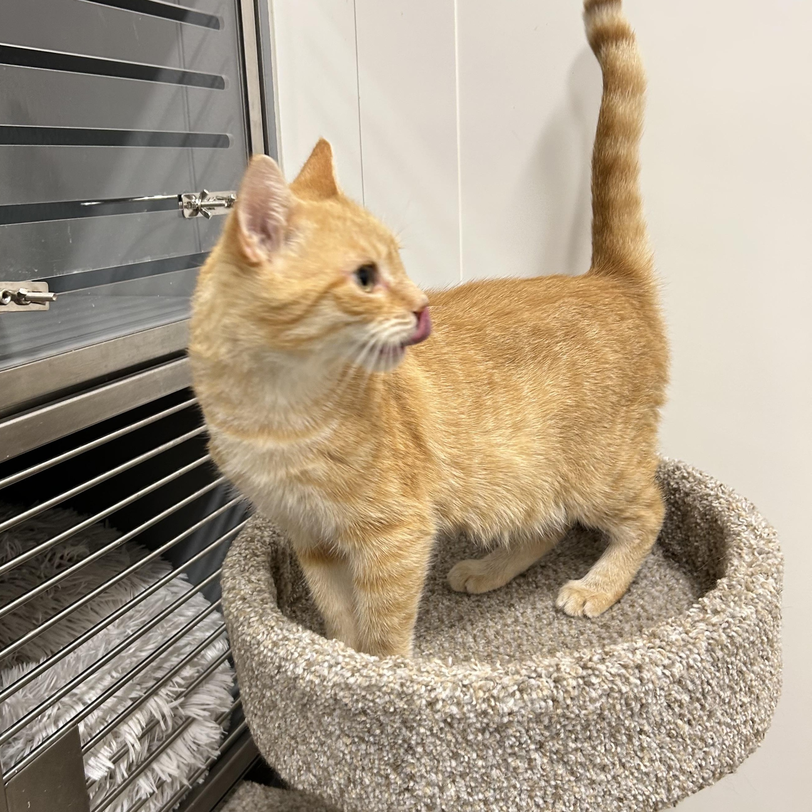 Enlarge Caramel, a ADOPTABLE Domestic Short Hair in Columbus , OH image 4/4