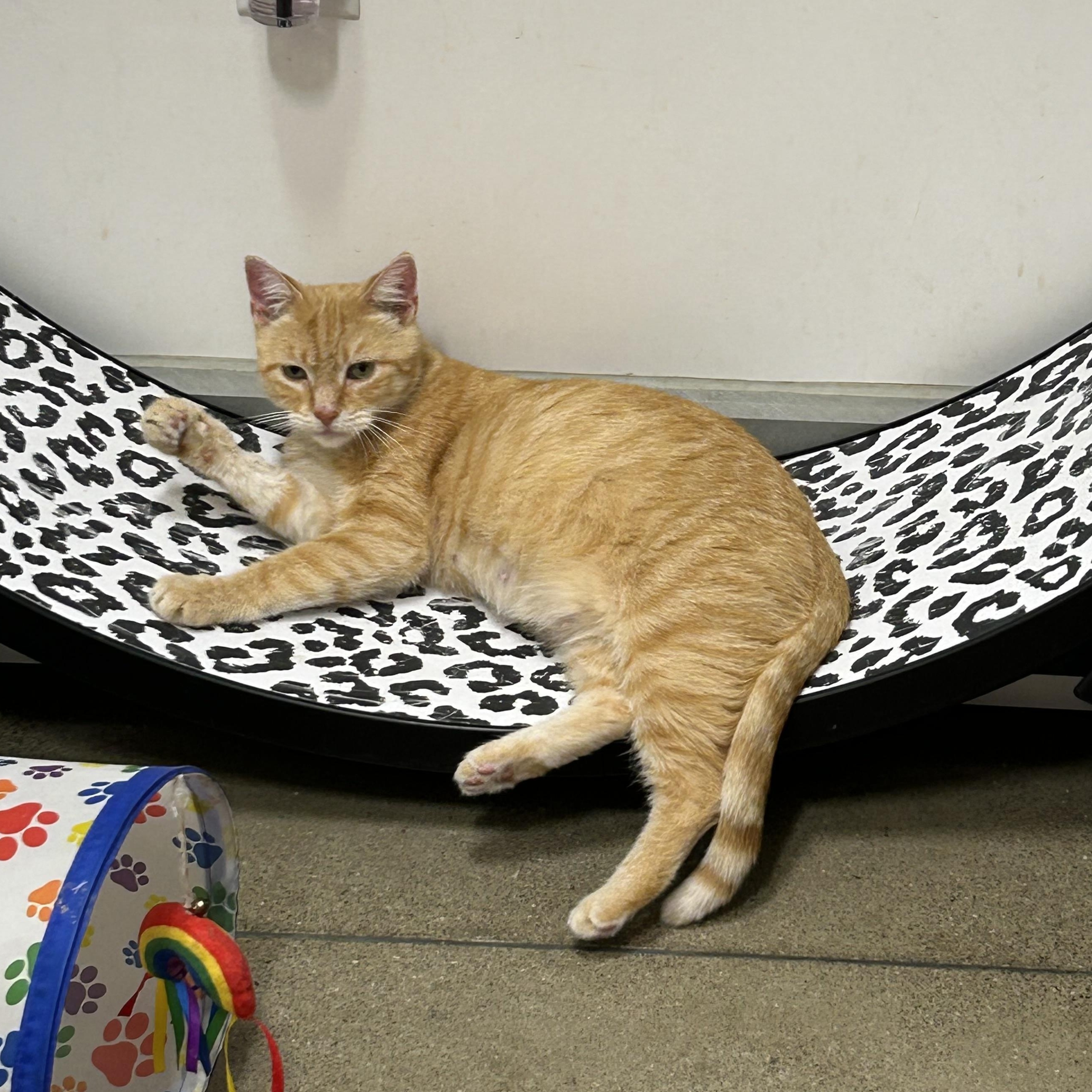 Caramel, ADOPTABLE, Young Female Domestic Short Hair.