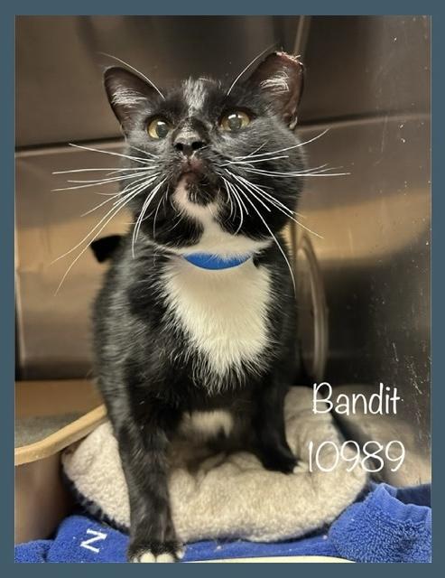 BANDIT