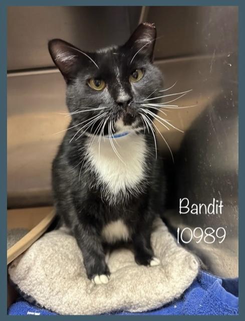 BANDIT