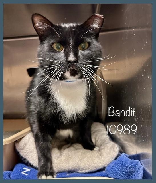 BANDIT