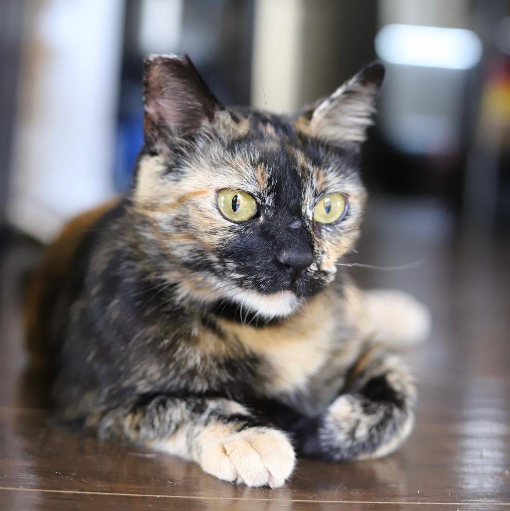 Enlarge Conchita, a Adoptable mixed breed in San Pedro, CA image 1/1