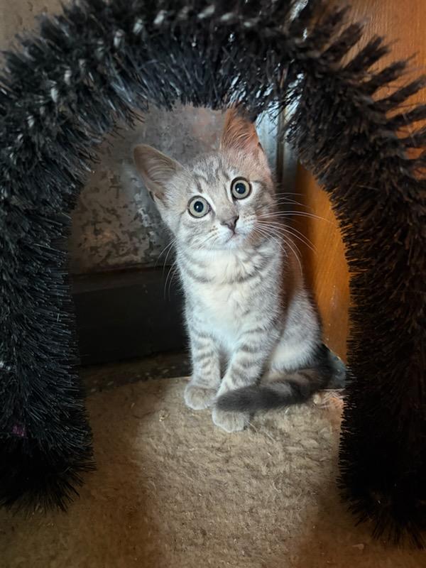 Poppy, Adoptable, Kitten Female Domestic Short Hair.
