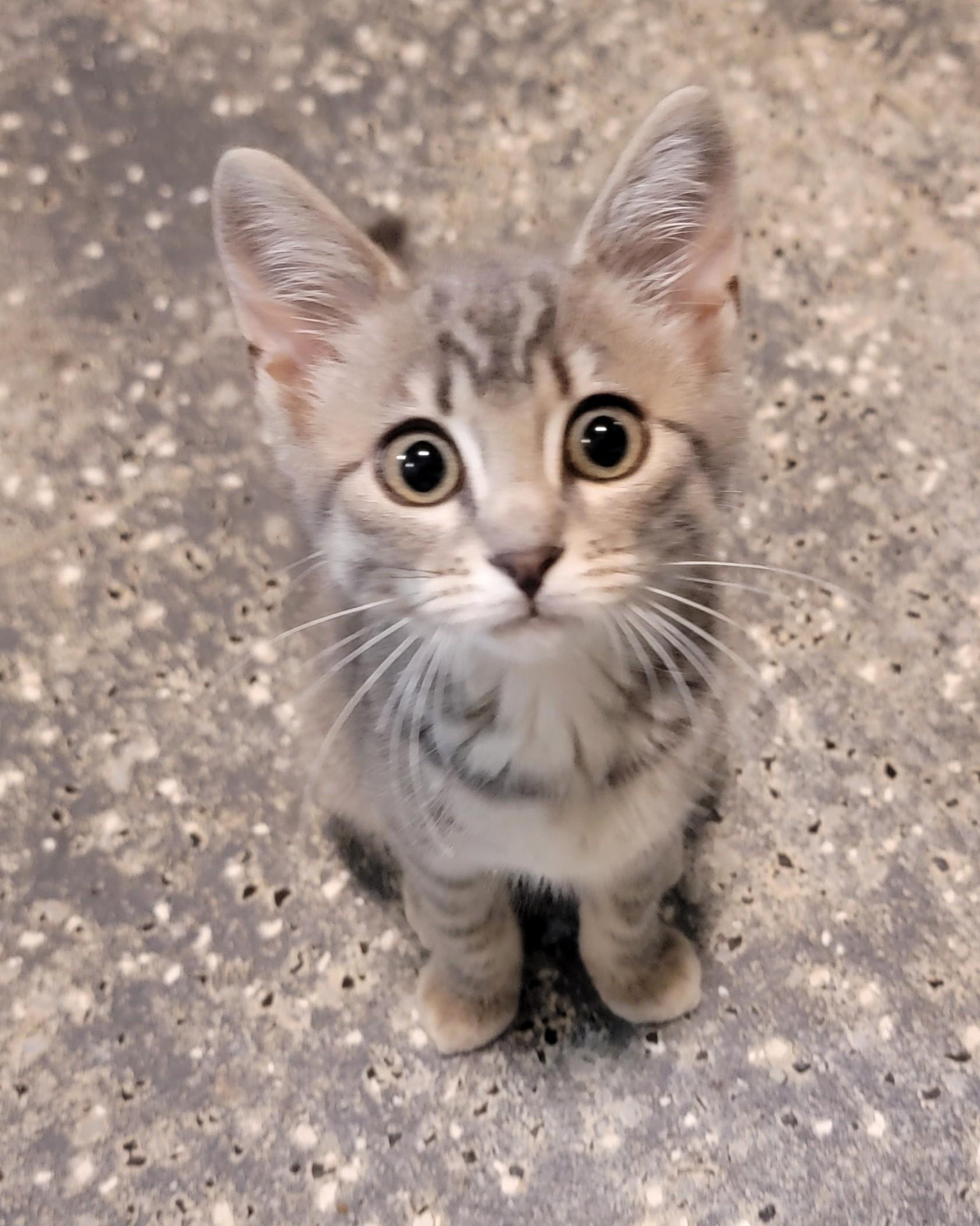 Enlarge Poppy, a Adoptable Domestic Short Hair in Mount Sterling, KY image 2/6
