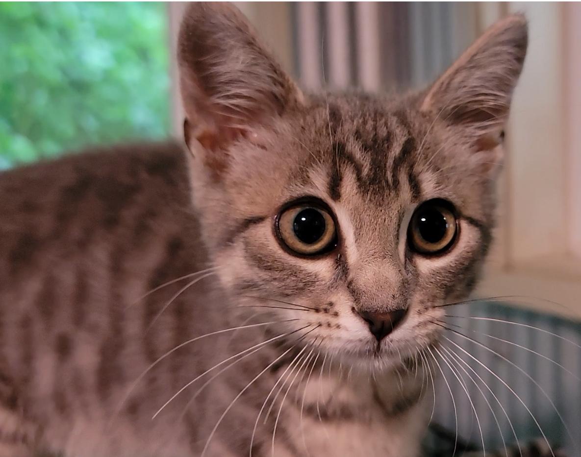 Enlarge Poppy, a Adoptable Domestic Short Hair in Mount Sterling, KY image 5/6