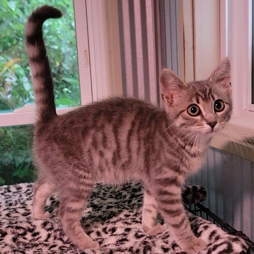 Enlarge Poppy, a Adoptable Domestic Short Hair in Mount Sterling, KY image 3/6