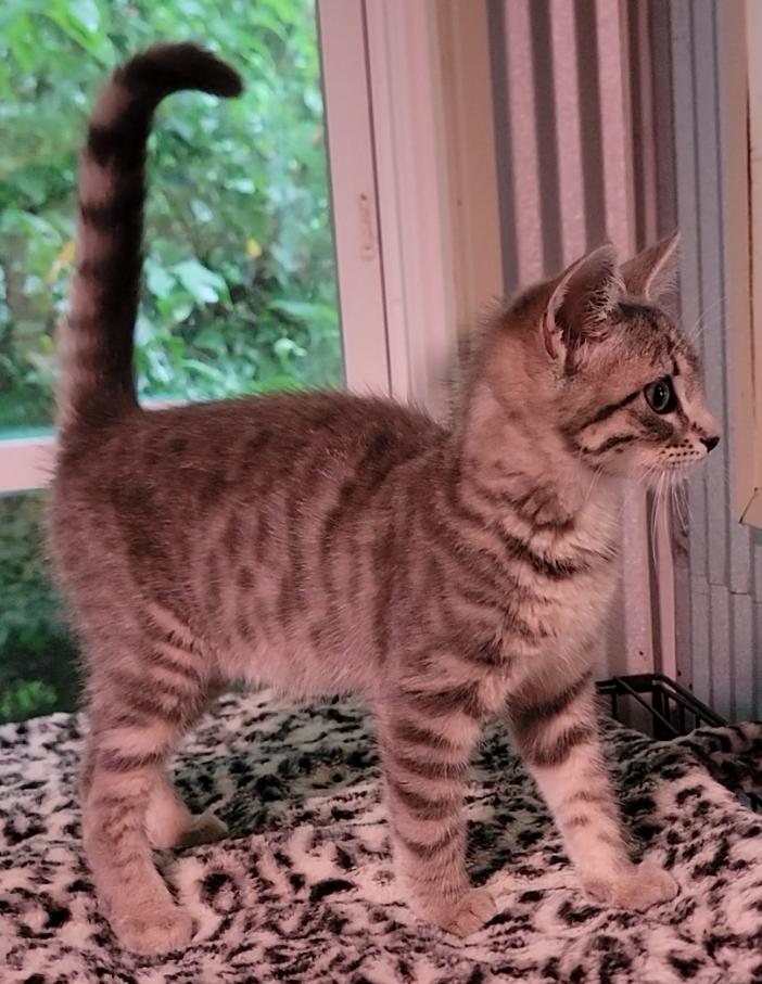 Enlarge Poppy, a Adoptable Domestic Short Hair in Mount Sterling, KY image 4/6
