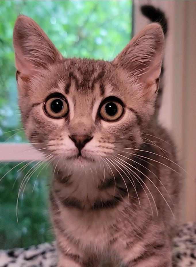 Enlarge Poppy, a Adoptable Domestic Short Hair in Mount Sterling, KY image 6/6