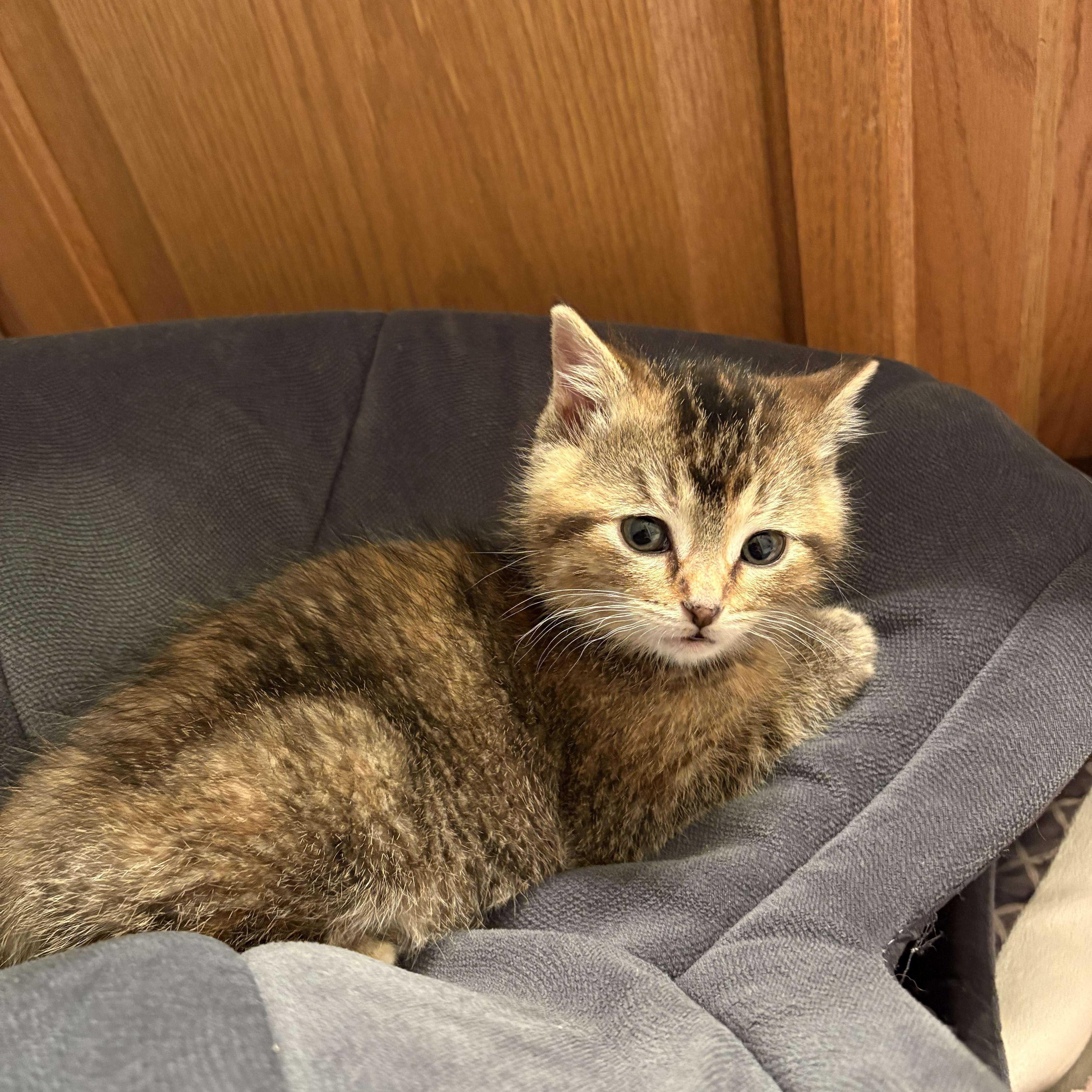 Enlarge Zoradorable, a ADOPTABLE American Shorthair in Big Rapids, MI image 2/4