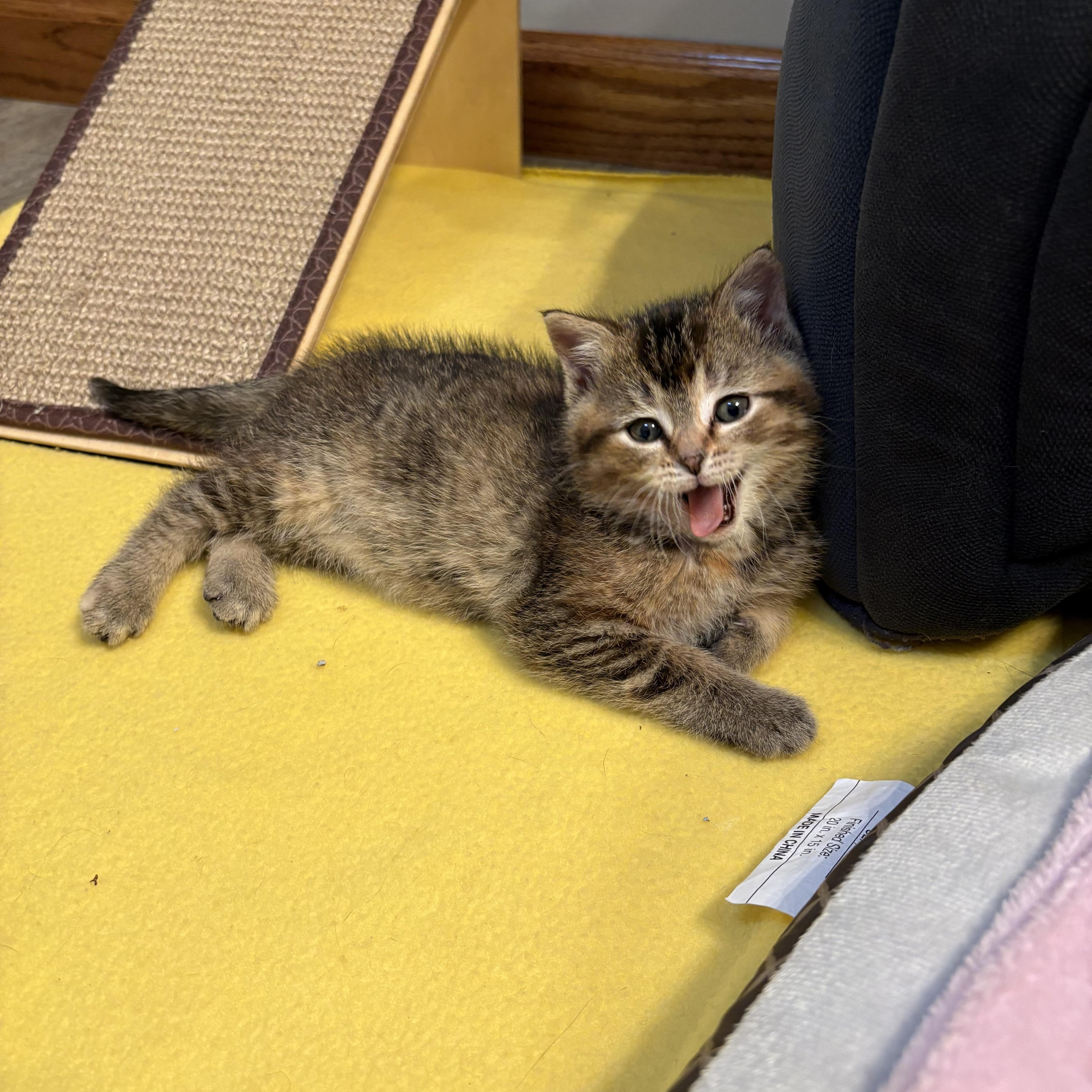 Enlarge Zoradorable, a ADOPTABLE American Shorthair in Big Rapids, MI image 4/4