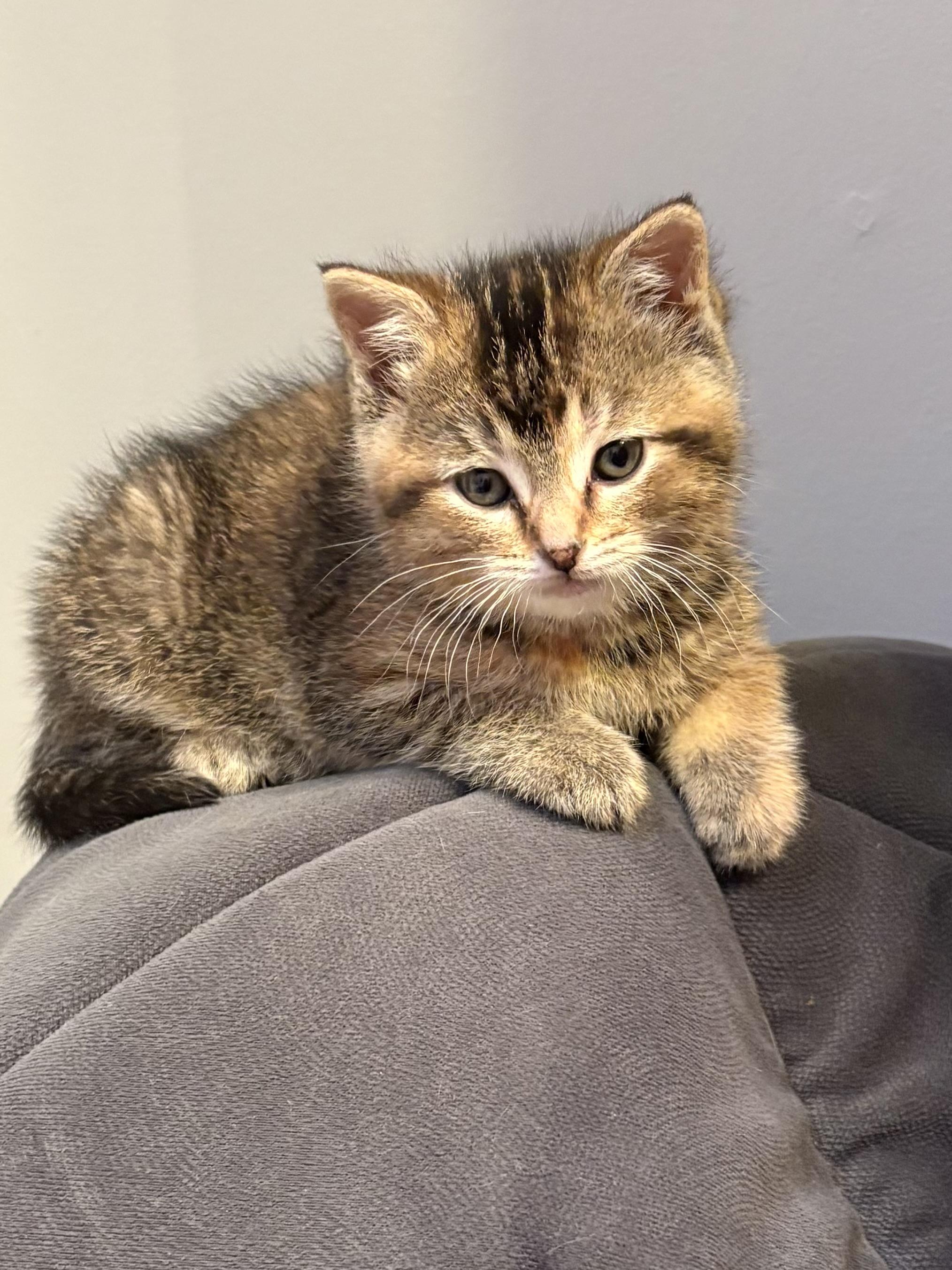 Zoradorable, ADOPTABLE, Kitten Female American Shorthair.