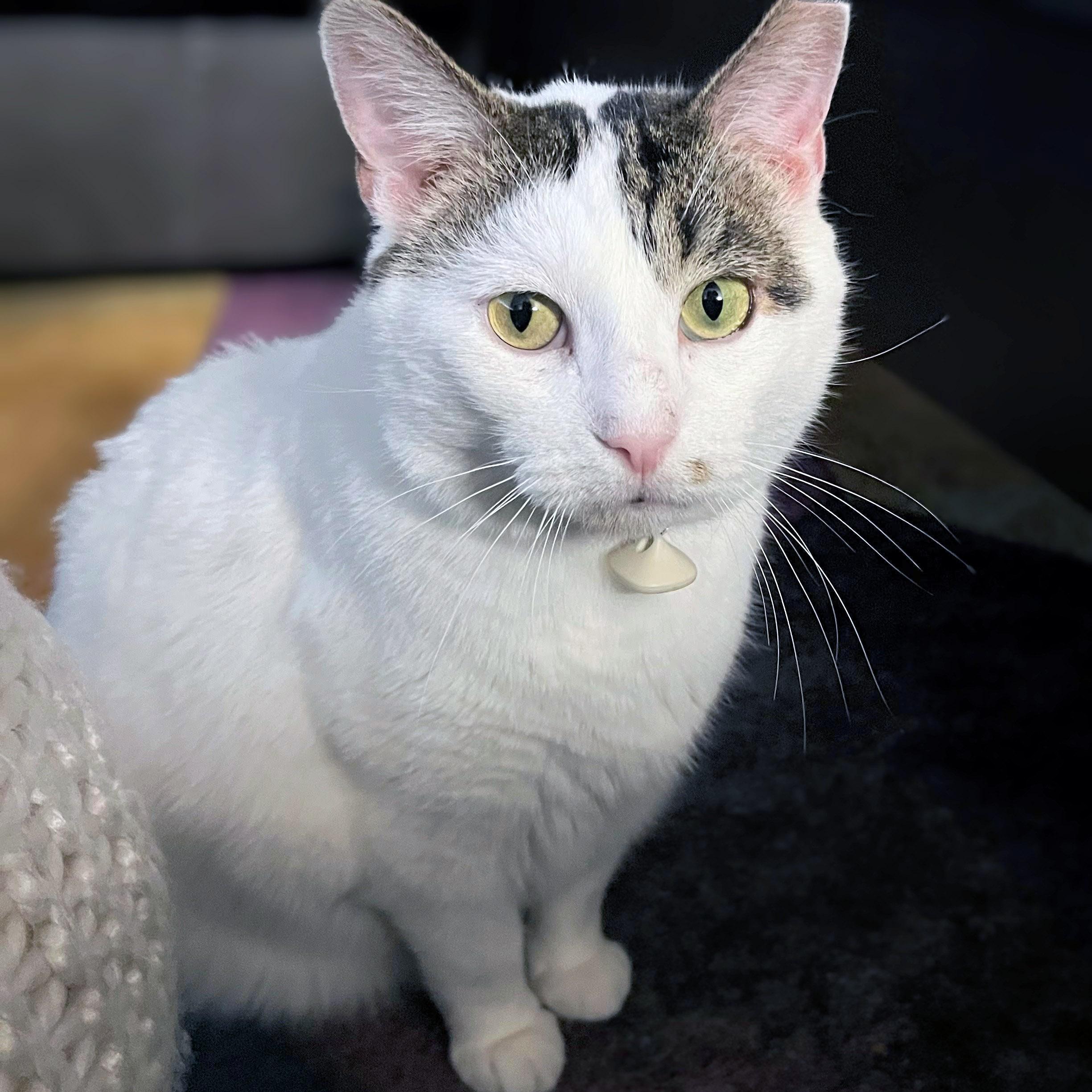 Charlie, a ADOPTABLE mixed breed in Chicago, IL image 3/6
