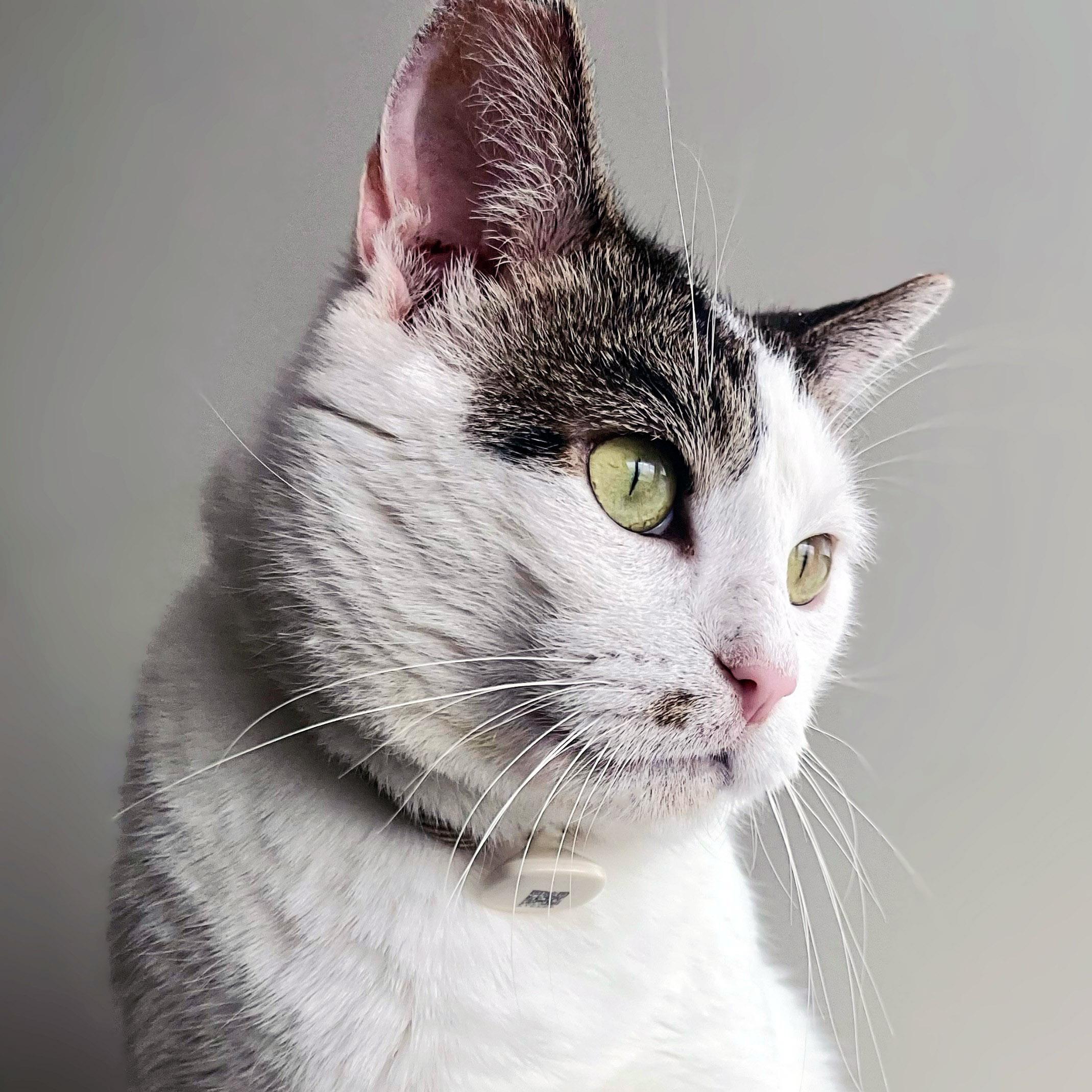 Charlie, a ADOPTABLE mixed breed in Chicago, IL image 5/6