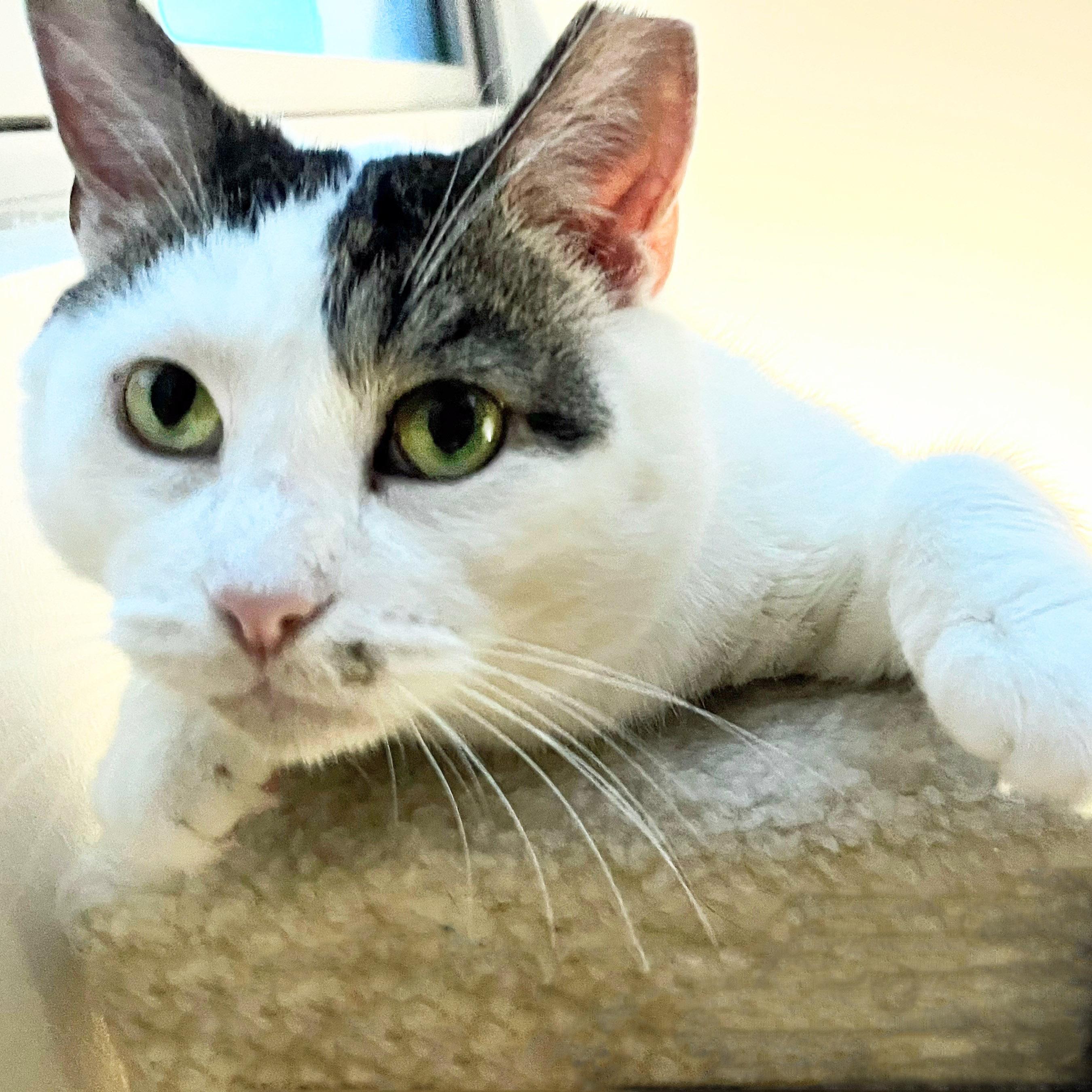 Charlie, ADOPTABLE, Adult Male Domestic Short Hair.