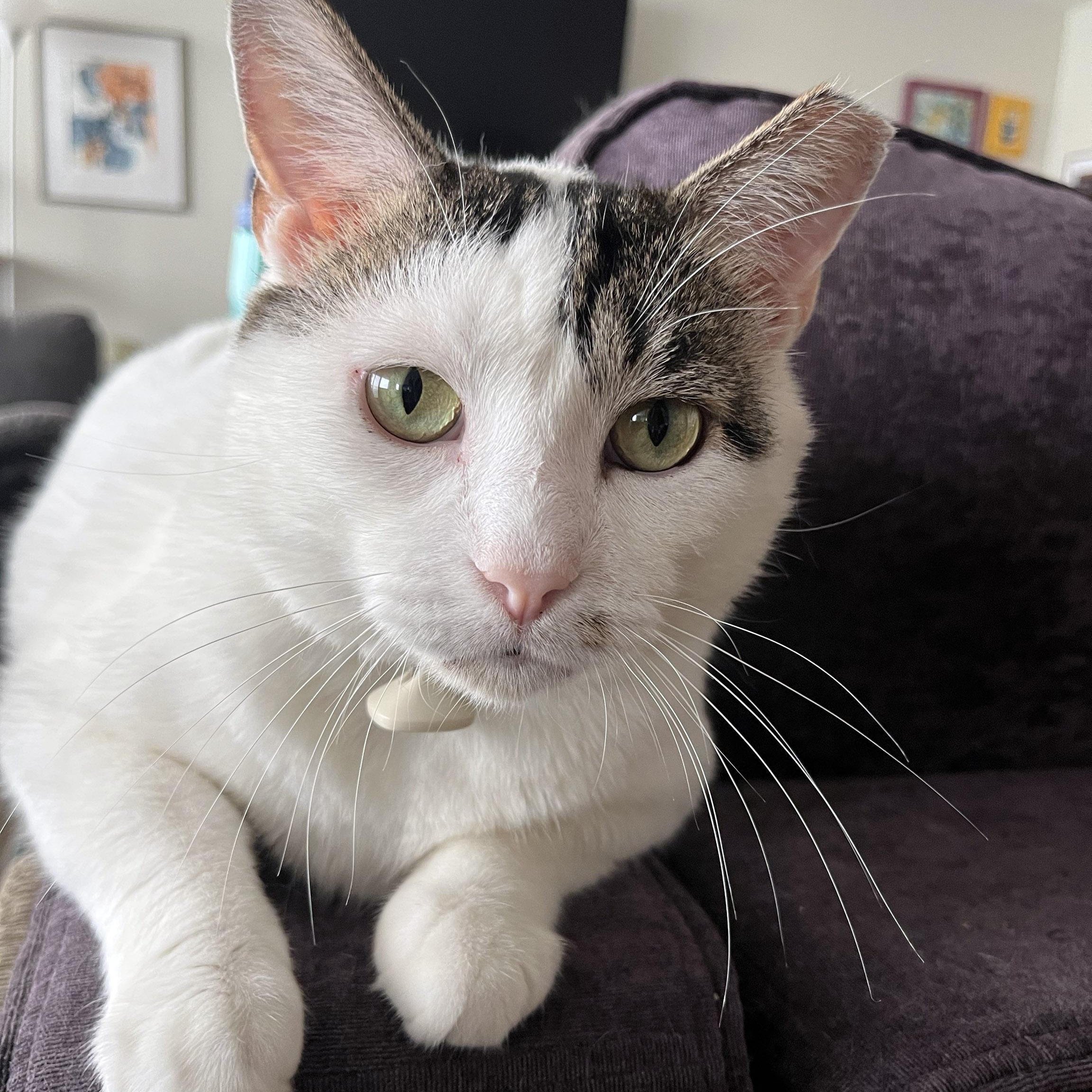 Enlarge Charlie, an adopted mixed breed in Chicago, IL image 1/6