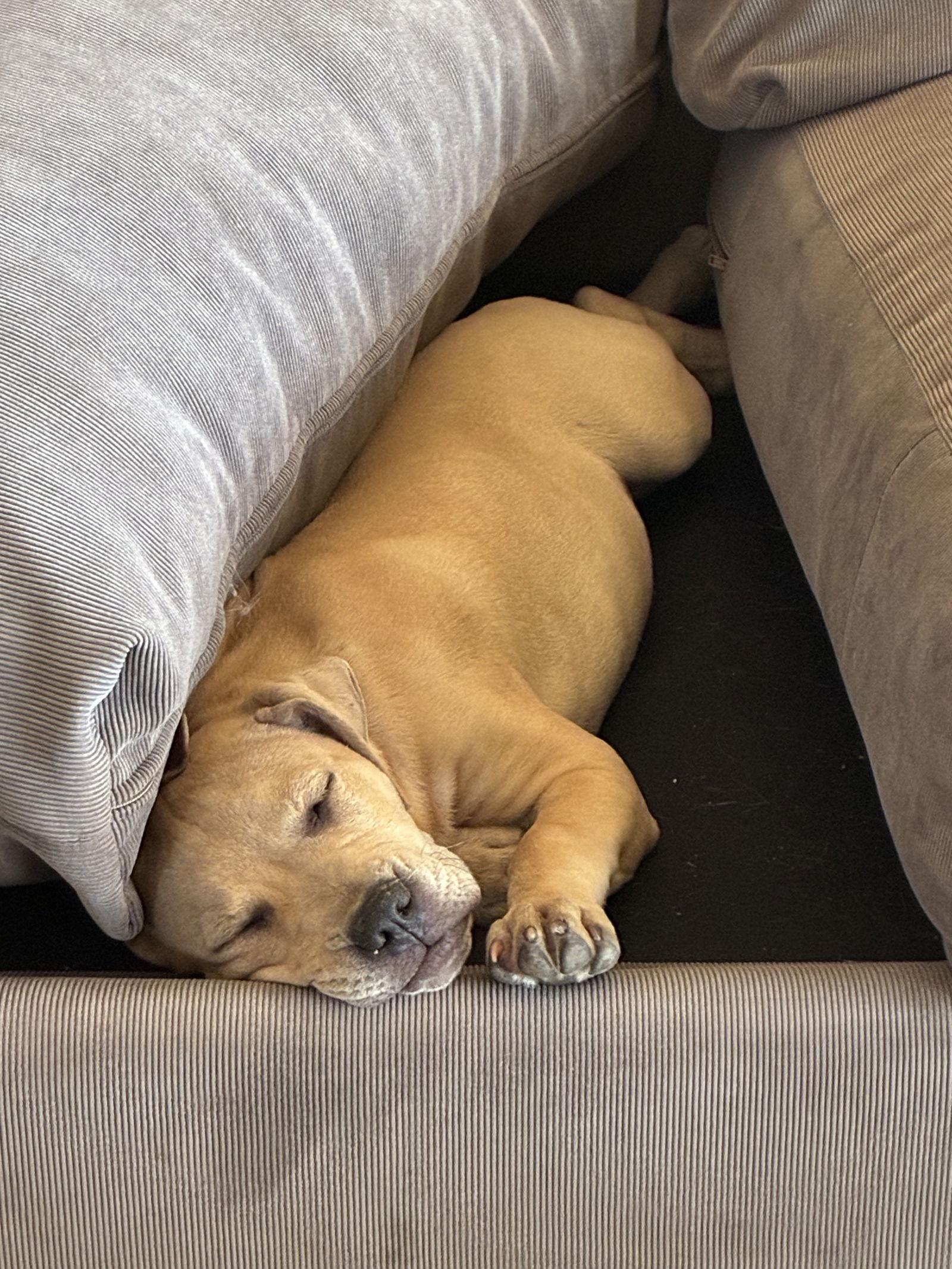 Enlarge Scout, a Adopted mixed breed in San Diego, CA image 1/3