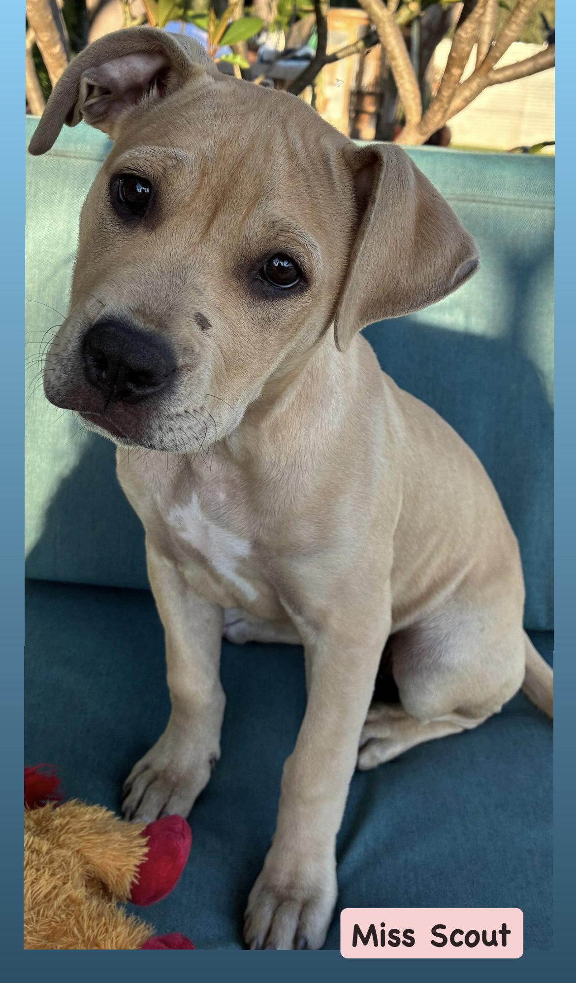 Enlarge Scout, a Adopted mixed breed in San Diego, CA image 2/3