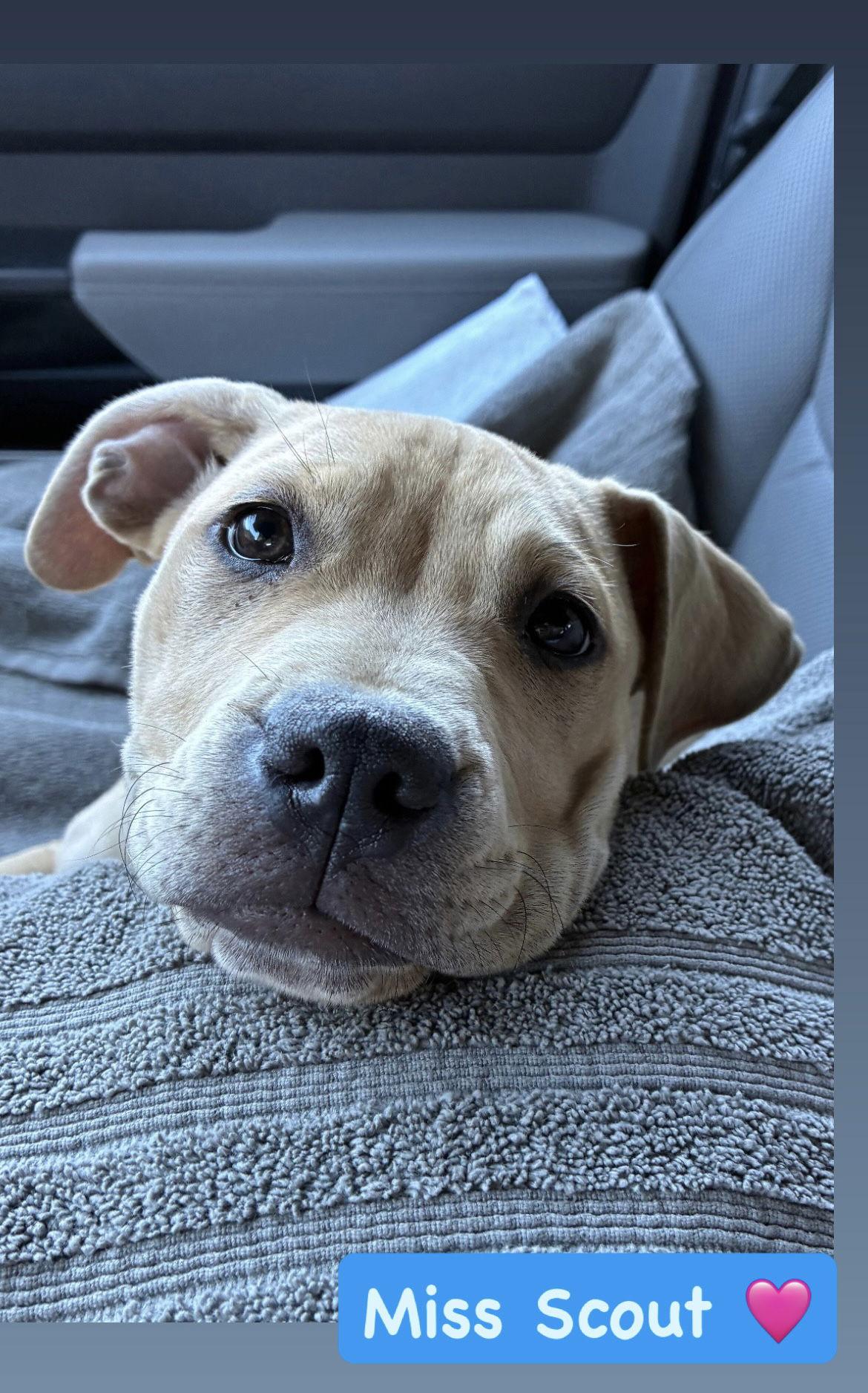Enlarge Scout, a Adopted mixed breed in San Diego, CA image 3/3
