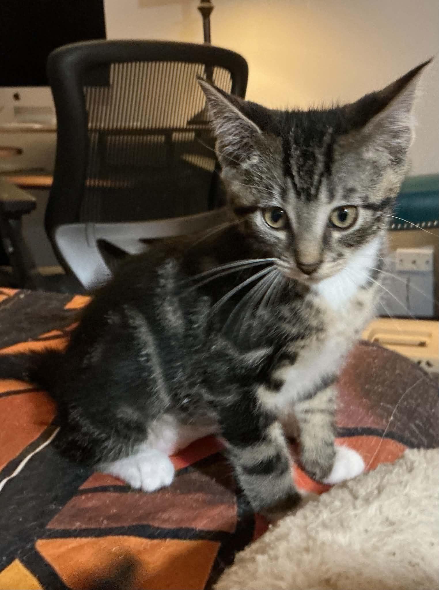 Enlarge Kung Pao, a ADOPTABLE Domestic Short Hair in Crystal Lake, IL image 4/4