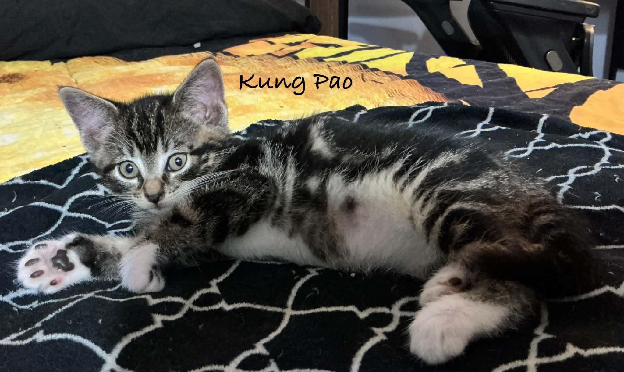 Enlarge Kung Pao, a ADOPTABLE Domestic Short Hair in Crystal Lake, IL image 2/4
