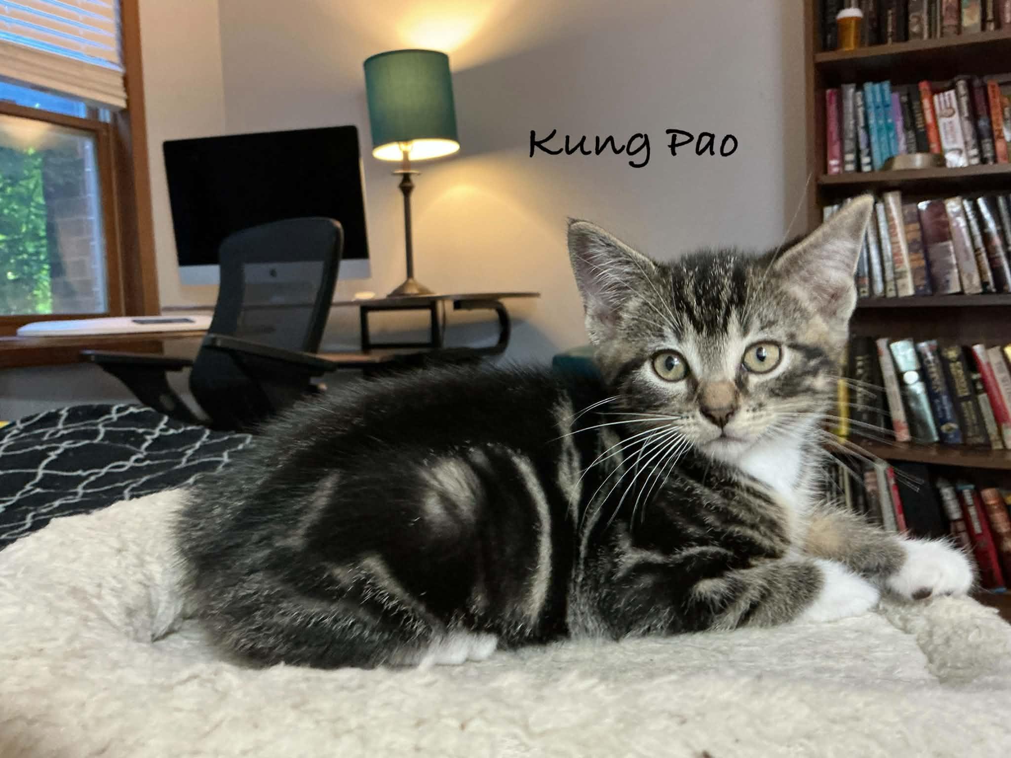 Kung Pao, ADOPTABLE, Kitten Male Domestic Short Hair.