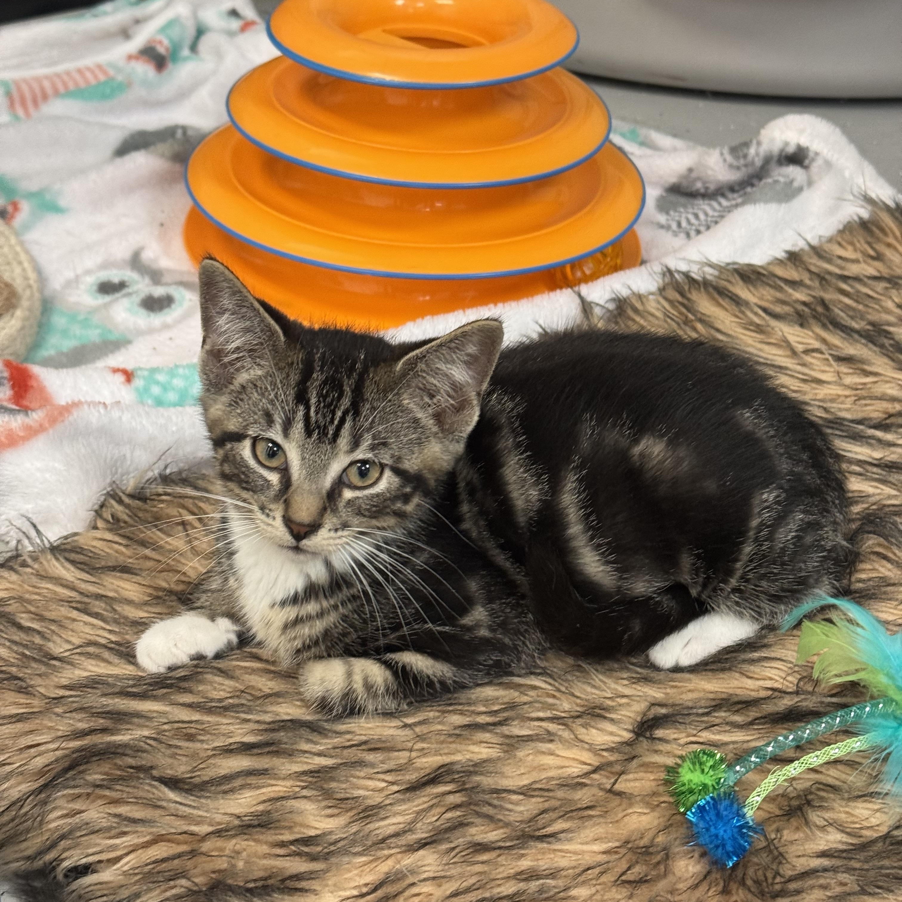 Enlarge Kung Pao, a ADOPTABLE Domestic Short Hair in Crystal Lake, IL image 3/4