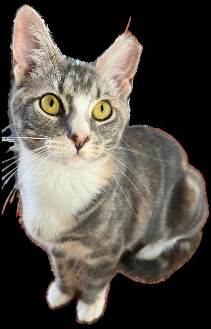 Veeto (Marnie), a Adoptable mixed breed in Port Republic, MD image 2/3