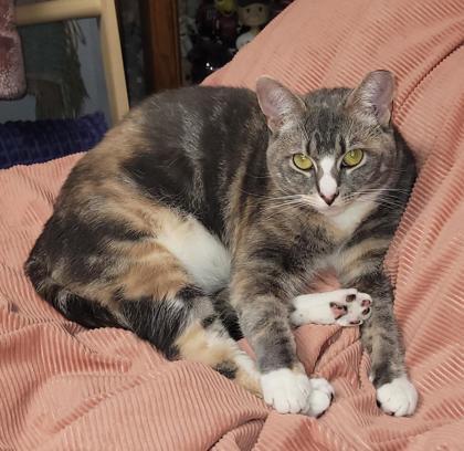 Veeto (Marnie), a Adoptable mixed breed in Port Republic, MD image 3/3