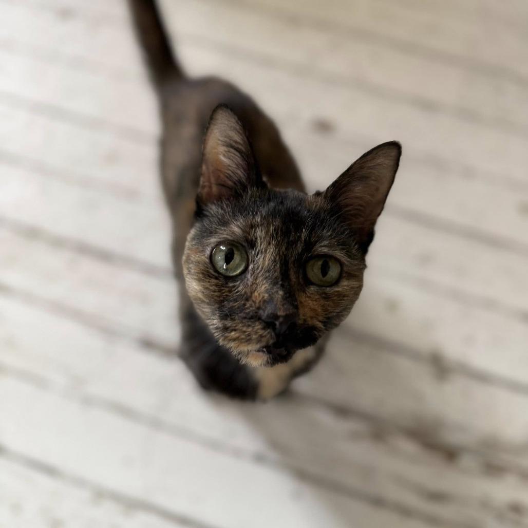 Enlarge Escargot, a Adoptable Domestic Short Hair in St. Louis, MO image 1/6