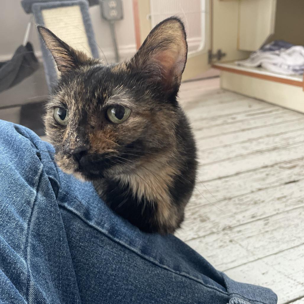 Enlarge Escargot, a Adoptable Domestic Short Hair in St. Louis, MO image 2/6