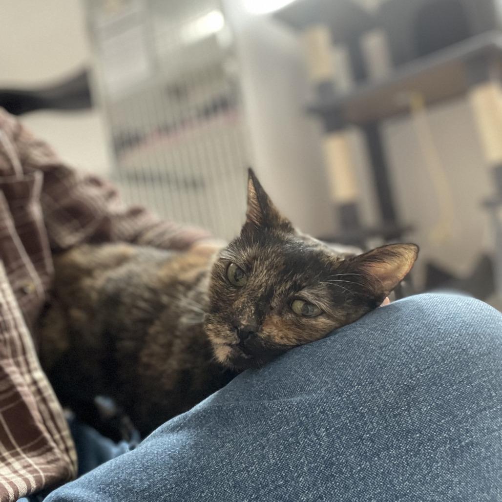 Enlarge Escargot, a Adoptable Domestic Short Hair in St. Louis, MO image 3/6