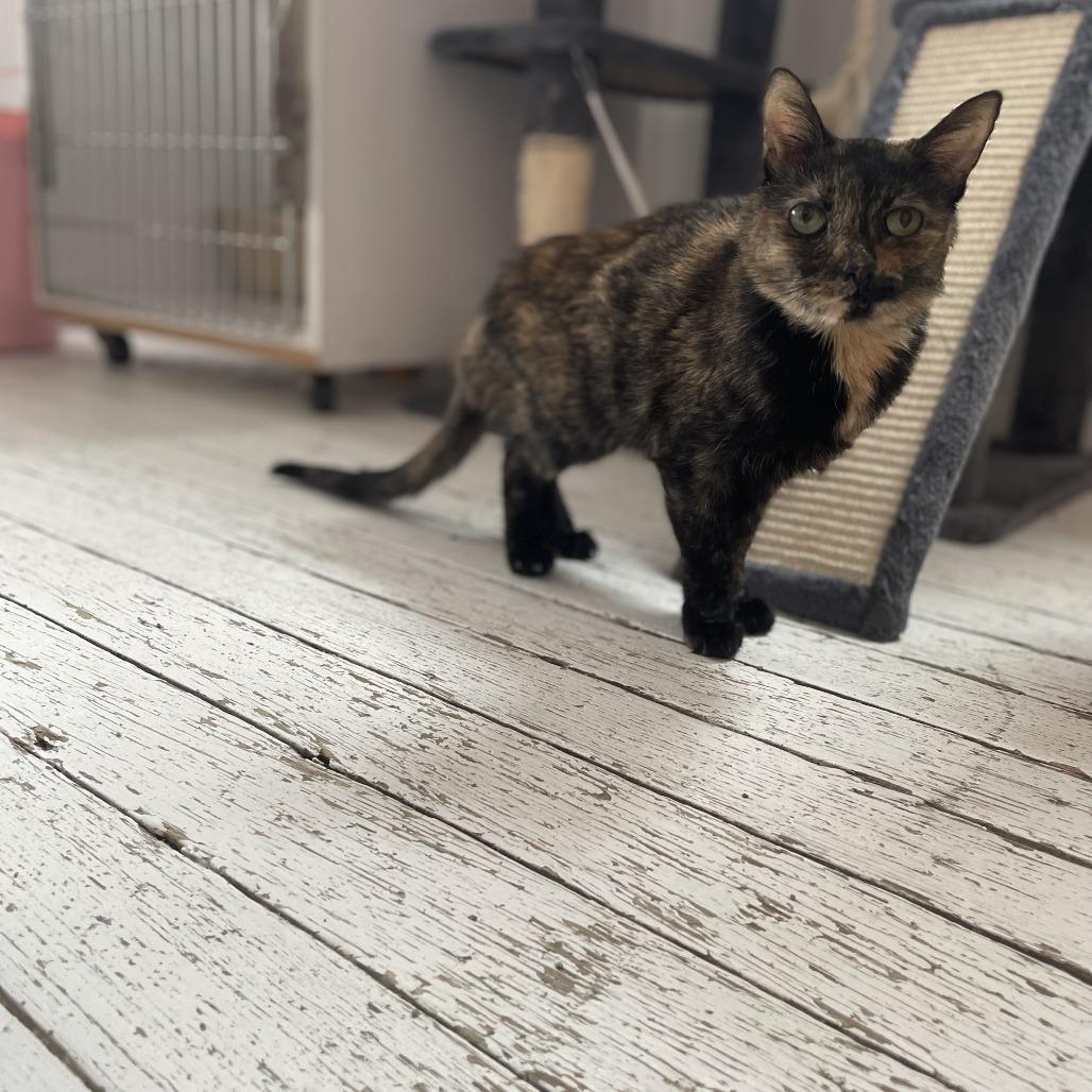 Enlarge Escargot, a Adoptable Domestic Short Hair in St. Louis, MO image 4/6