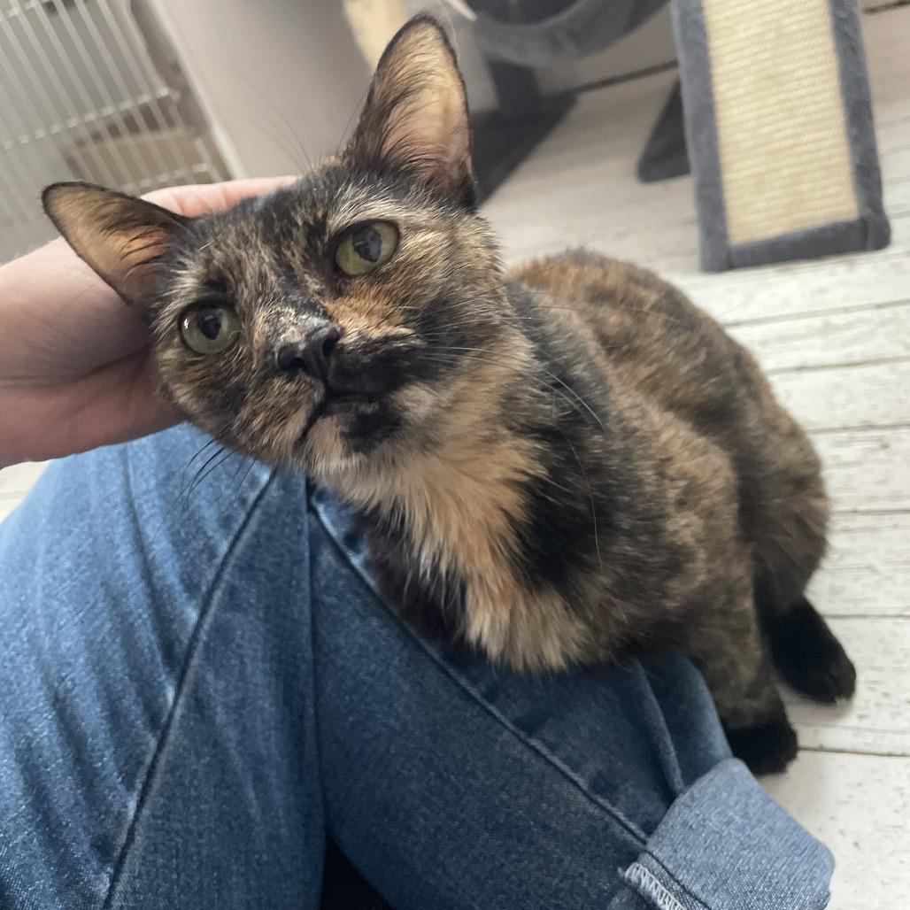 Enlarge Escargot, a Adoptable Domestic Short Hair in St. Louis, MO image 5/6