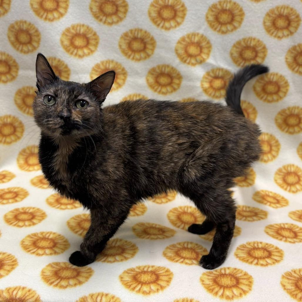Enlarge Escargot, a Adoptable Domestic Short Hair in St. Louis, MO image 6/6
