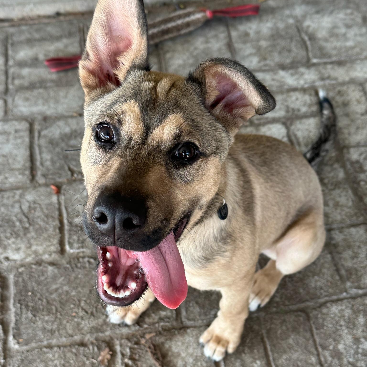 Knox, a Adoptable mixed breed in Richmond, VA image 5/6