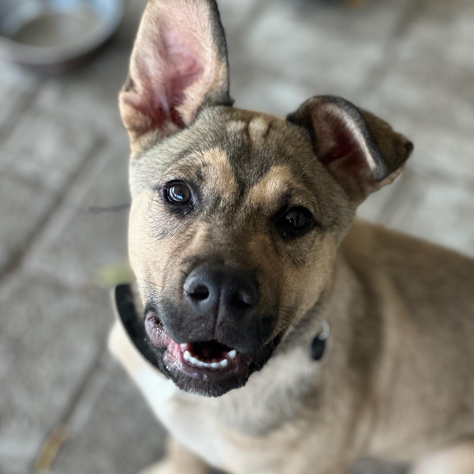 Knox, a Adoptable mixed breed in Richmond, VA image 4/6