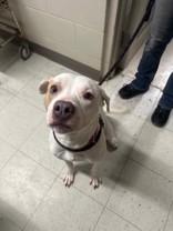 Enlarge Ivy, a ADOPTABLE Mixed Breed in Manitowoc, WI image 1/1