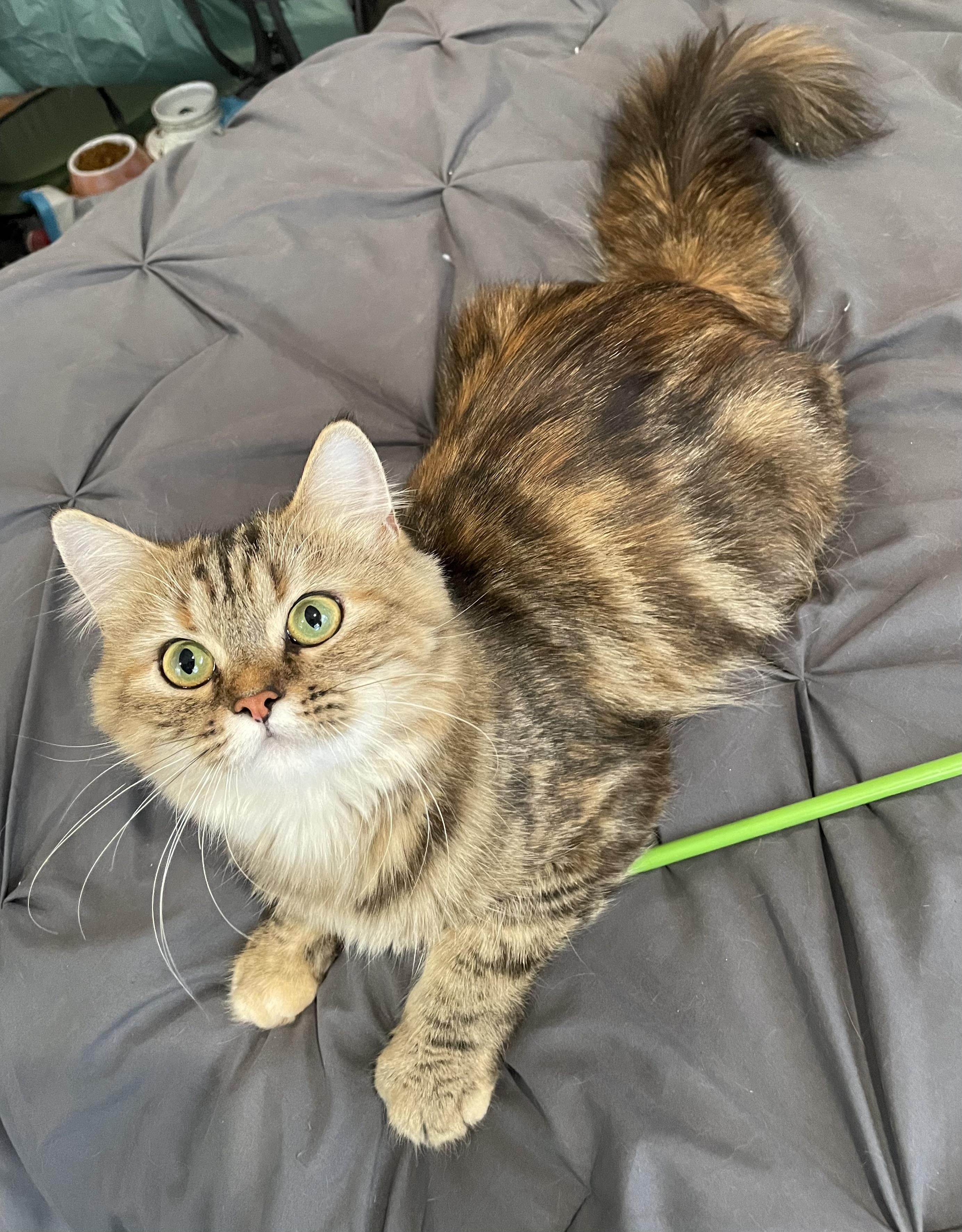 Carmela Portofino Petsmart thumbnail 2