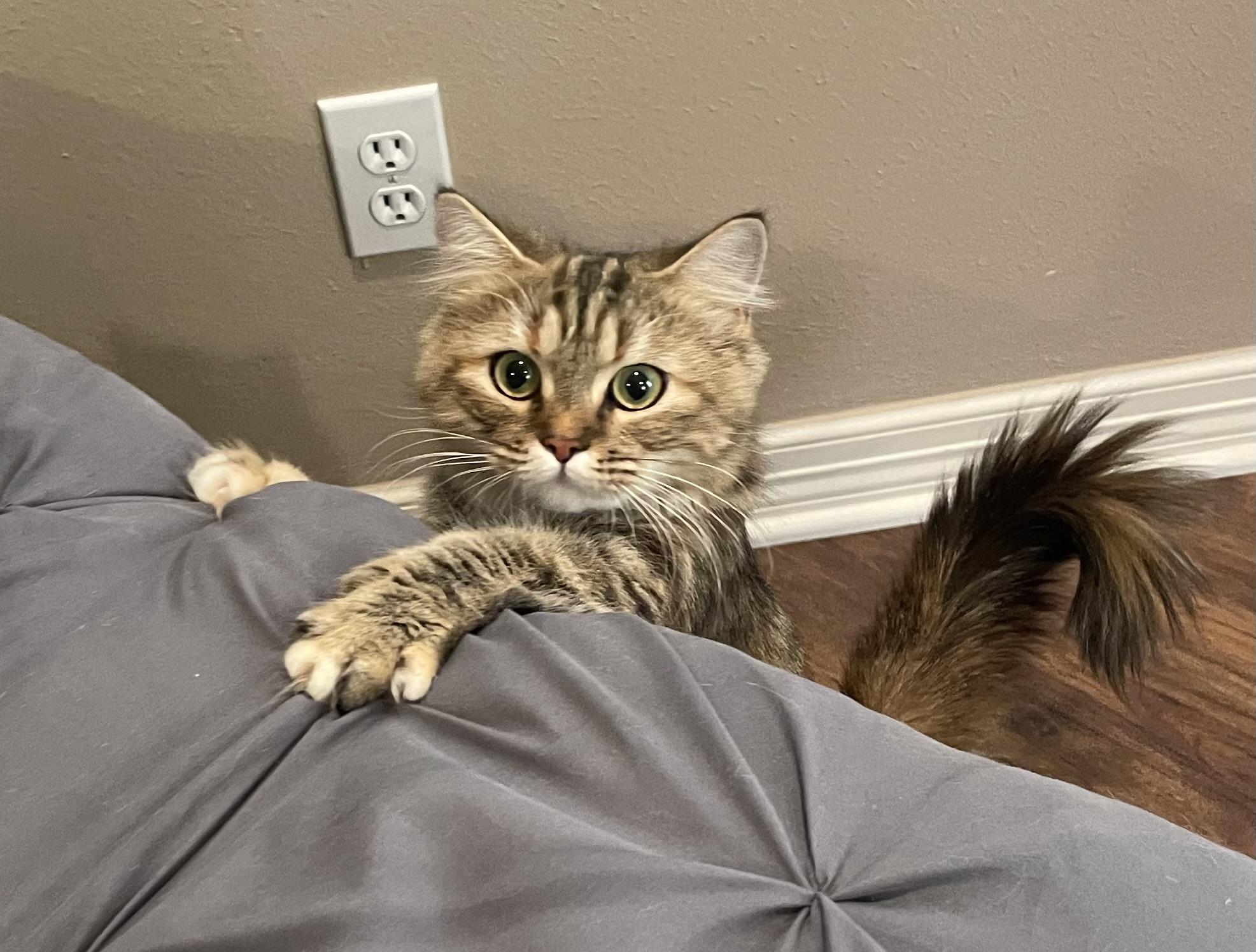 Carmela Portofino Petsmart thumbnail 3